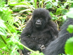 Gorilla beringei beringei