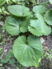 Alliaria petiolata