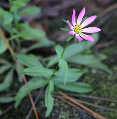 Sabatia dodecandra foliosa