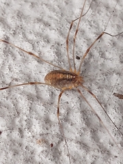 Opilio canestrinii