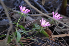 Sabatia dodecandra foliosa
