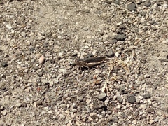 Acrotylus insubricus