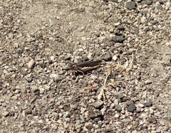 Acrotylus insubricus