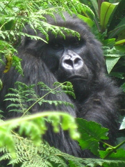 Gorilla beringei beringei