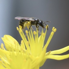 Lasioglossum