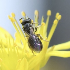 Lasioglossum