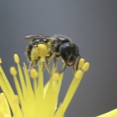 Lasioglossum