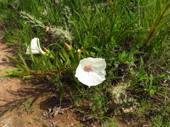 Ipomoea longifolia
