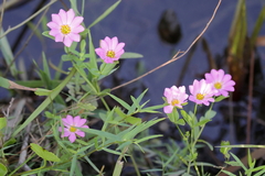 Sabatia dodecandra foliosa