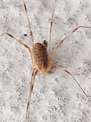 Opilio canestrinii