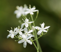 Sabatia macrophylla macrophylla