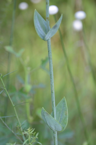Image of Sabatia macrophylla by (c) Lauren McLaurin, some rights reserved (CC BY)