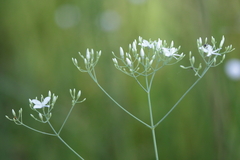 Sabatia macrophylla macrophylla