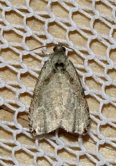 Olethreutes exoletum