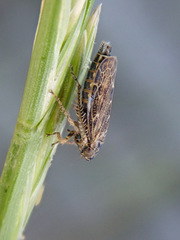 Euscelidius