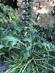 Acanthus mollis
