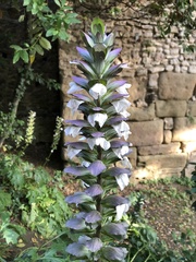 Acanthus mollis