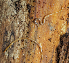 Schendyla nemorensis