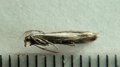 Raphiptera argillaceellus