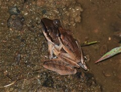 Craugastor longirostris