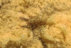 Austropotamobius pallipes