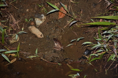 Craugastor longirostris