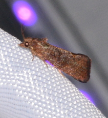 Cryptophlebia illepida