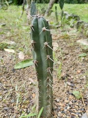 Cereus jamacaru