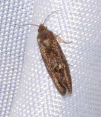 Cryptophlebia illepida