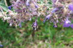 Anthophora bimaculata