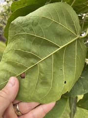 Croton macrostachyus