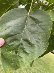 Croton macrostachyus