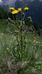 Crepis conyzifolia