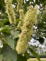 Croton macrostachyus