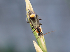 Axinotarsus pulicarius