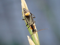 Axinotarsus pulicarius