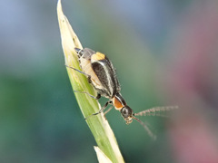 Axinotarsus pulicarius