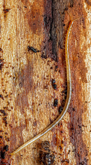 Schendyla nemorensis