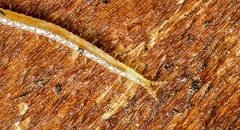 Schendyla nemorensis