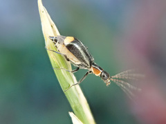 Axinotarsus pulicarius
