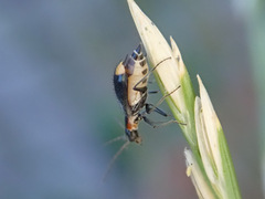 Axinotarsus pulicarius
