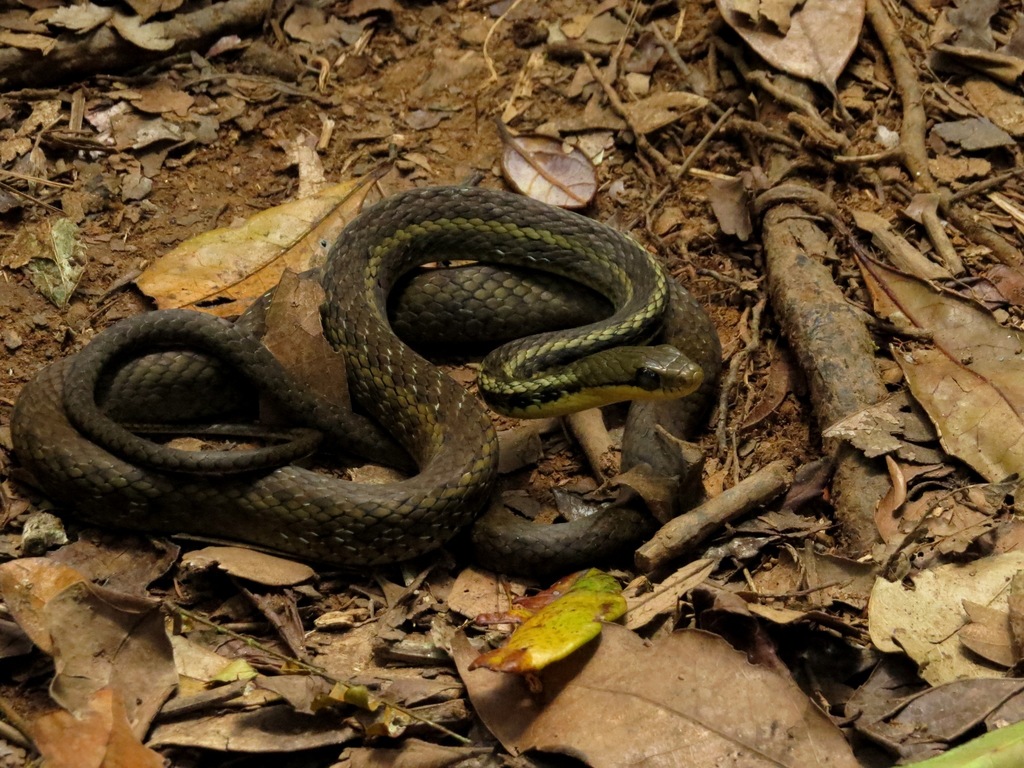 Eastern Madagascar Water Snake