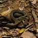 Eastern Rainforest Smooth Snake - Photo (c) Paul Prior, some rights reserved (CC BY), uploaded by Paul Prior