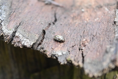 Zygogramma piceicollis