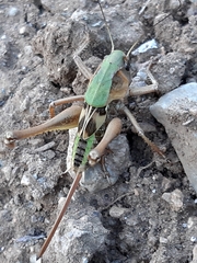 Decticus verrucivorus