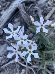 Phlox stansburyi