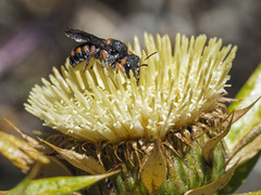 Pseudoanthidium canariense
