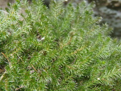Selaginella underwoodii