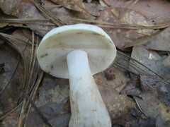 Boletus albisulphureus
