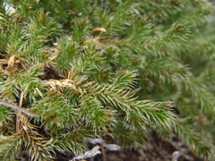Selaginella underwoodii